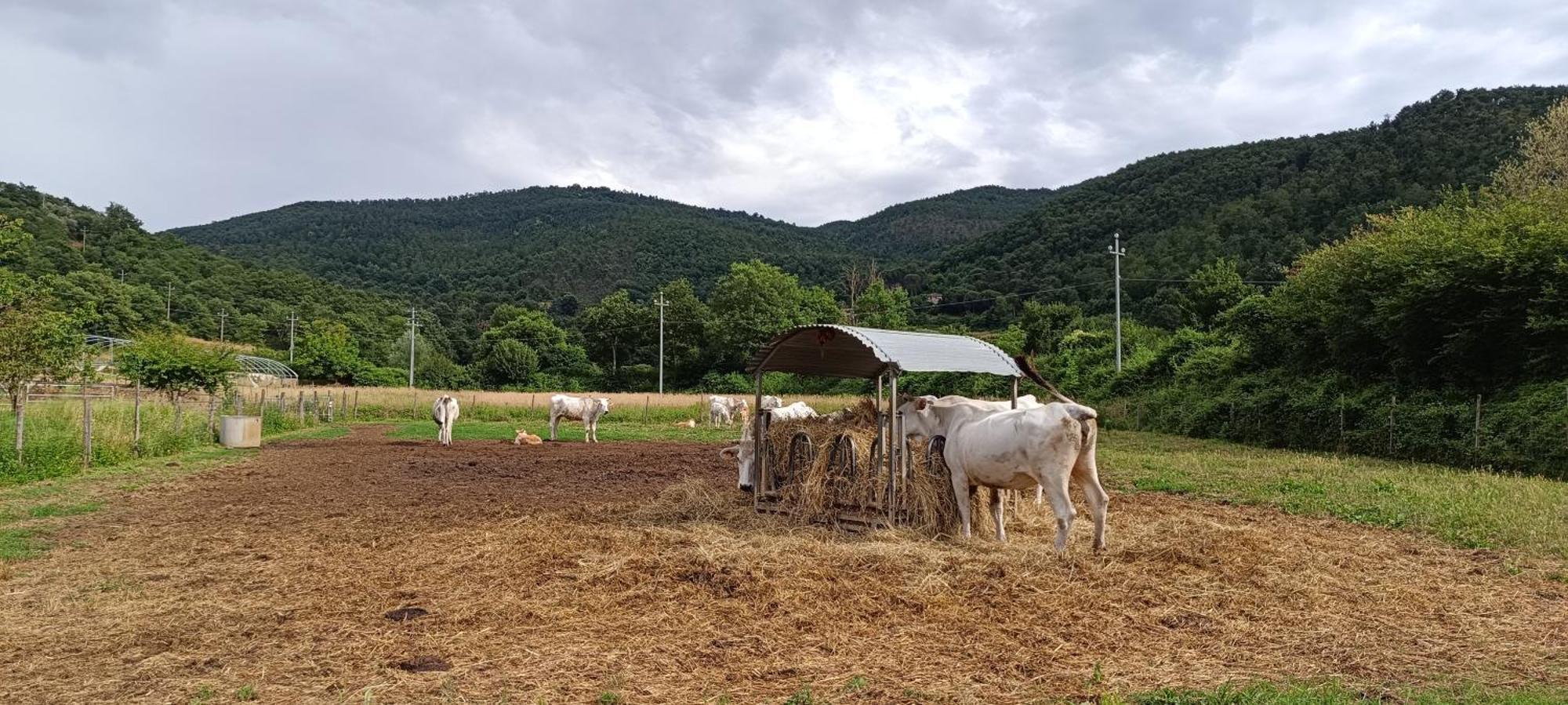 Agriturismo L'Essiccatoio Lisciano Niccone Εξωτερικό φωτογραφία